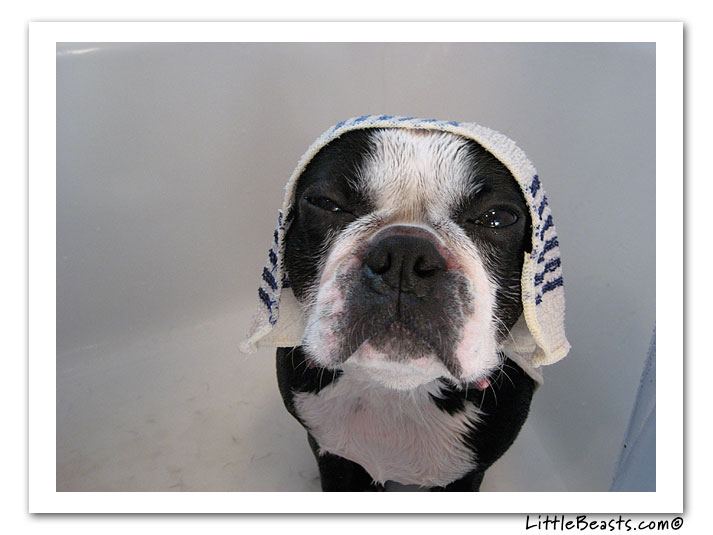 boston terrier photo of the week