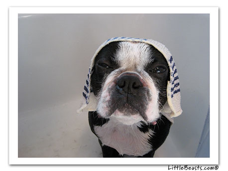 boston terrier photo 