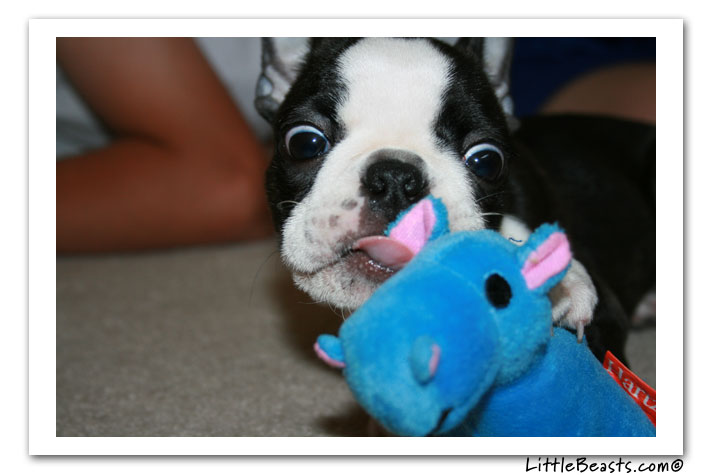 boston terrier photo of the week