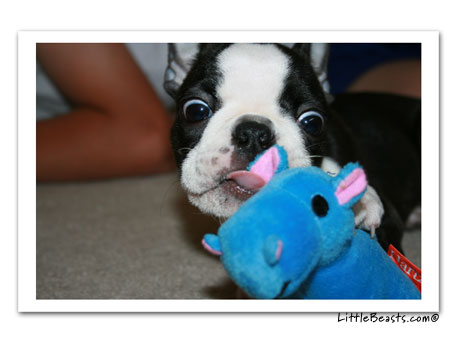 boston terrier photo 