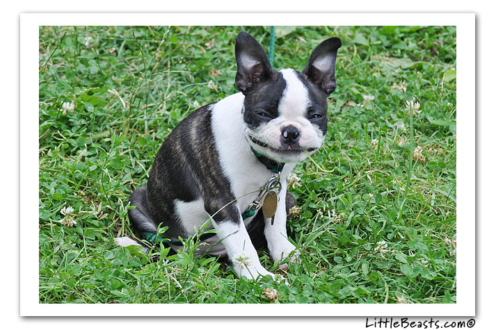 boston terrier photo of the week