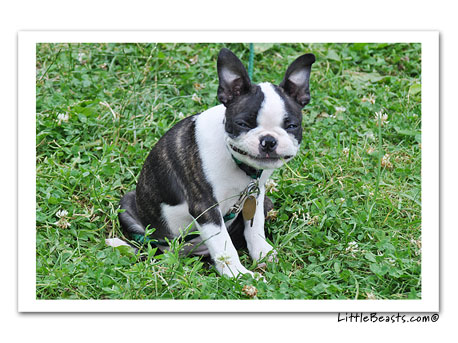 boston terrier photo 