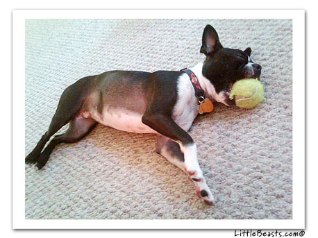boston terrier photo 