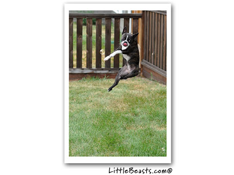 boston terrier photo 