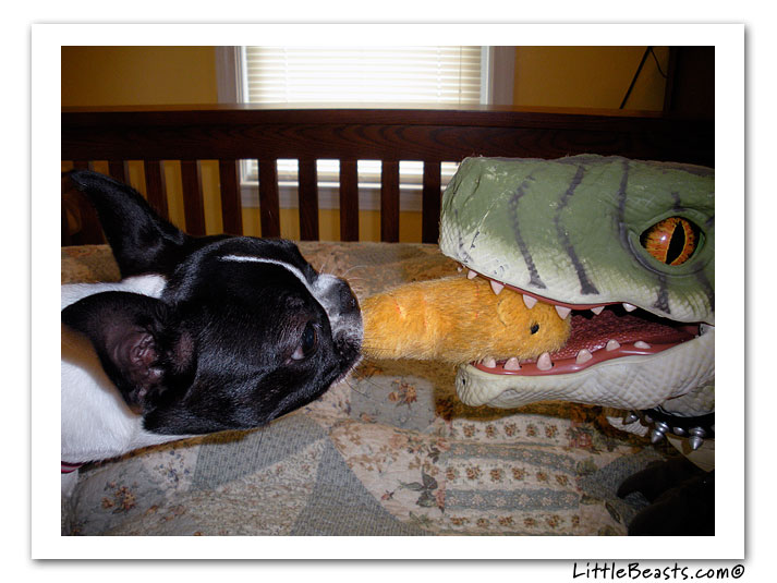 boston terrier photo of the week