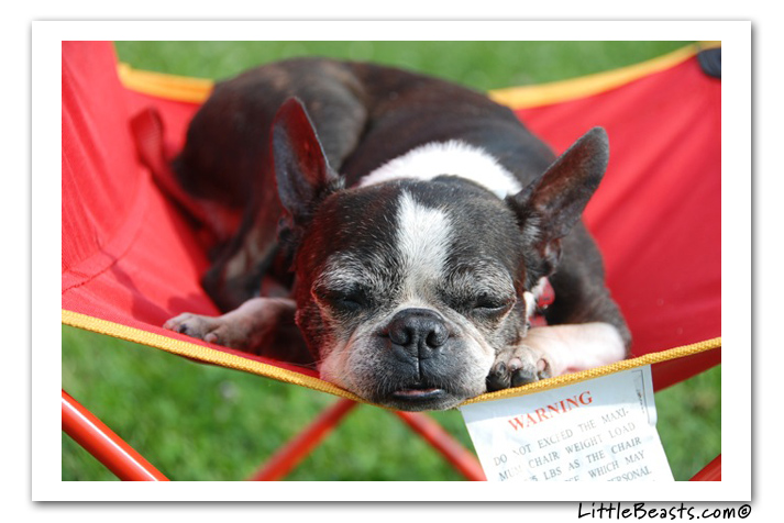 boston terrier photo of the week