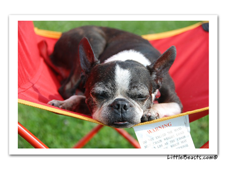 boston terrier photo 