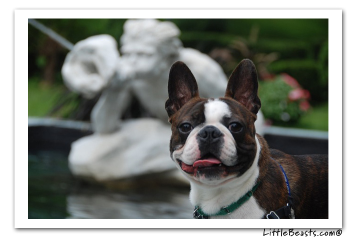 boston terrier photo of the week