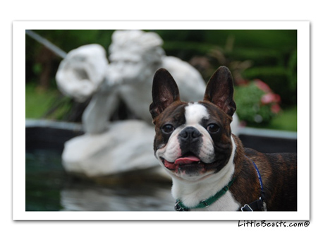 boston terrier photo 