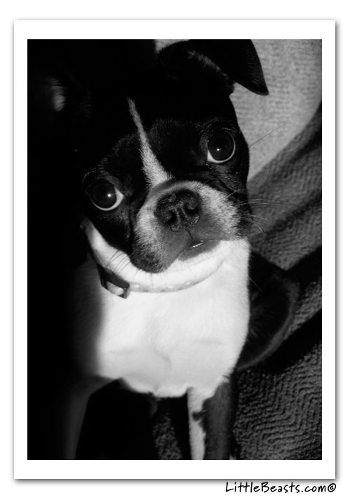 boston terrier photo of the week