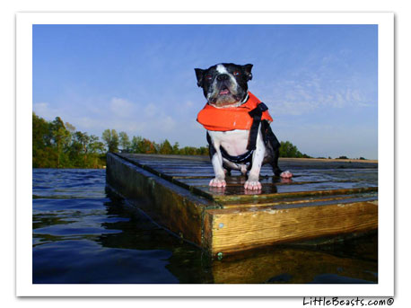 boston terrier photo 