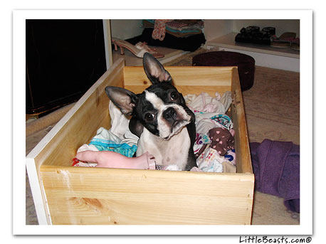 boston terrier photo 