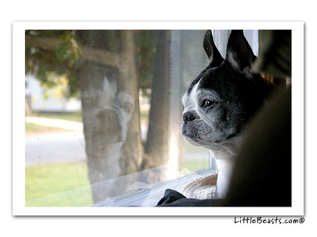 boston terrier photo 