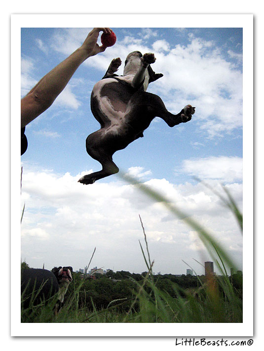 boston terrier photo of the week