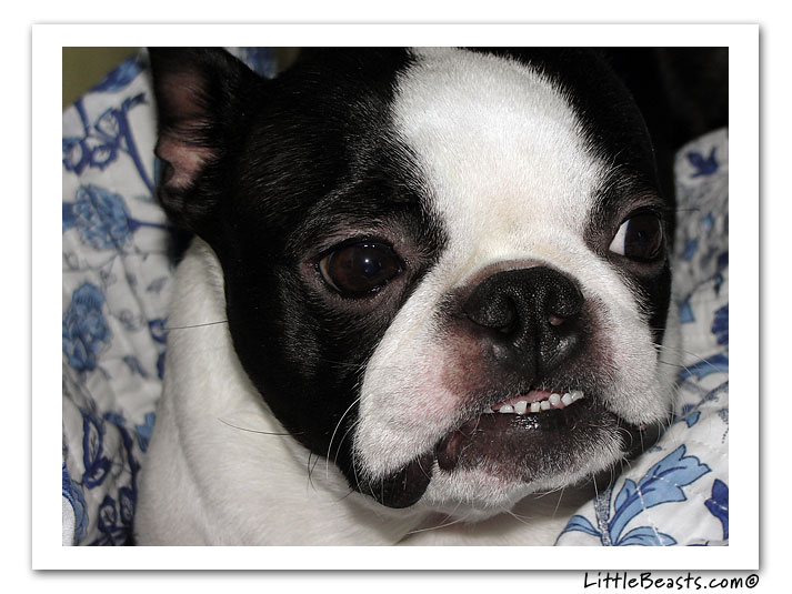 boston terrier photo of the week