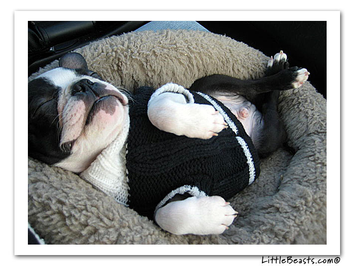 boston terrier photo of the week