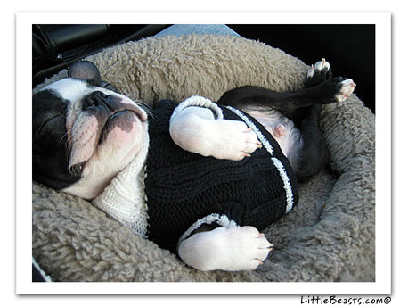 boston terrier photo 