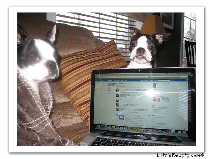 boston terrier photo of the week