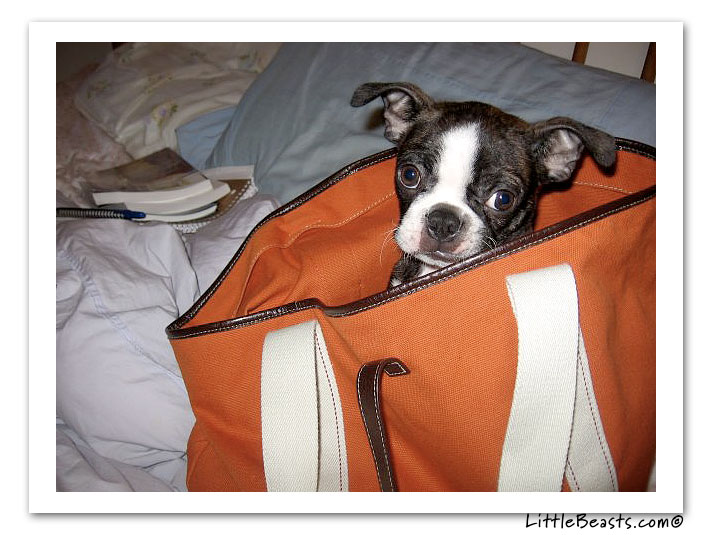 boston terrier photo of the week