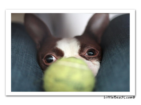 boston terrier photo 