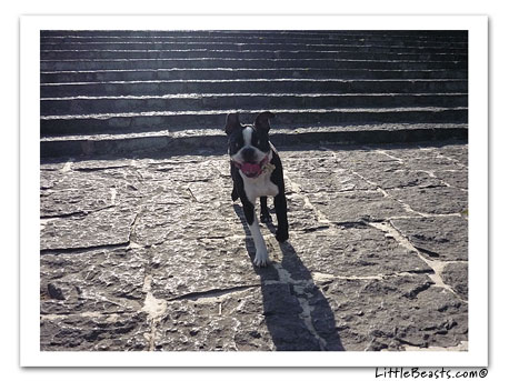 boston terrier photo 