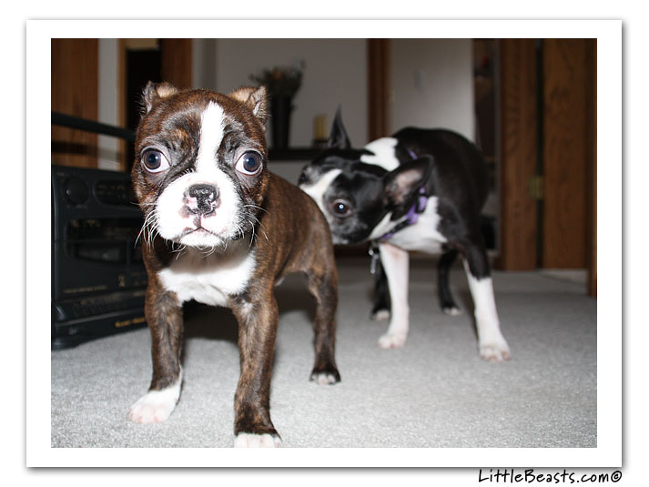 boston terrier photo of the week