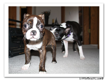 boston terrier photo 