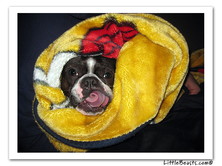 boston terrier photo of the week