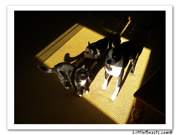 boston terrier photo of the week