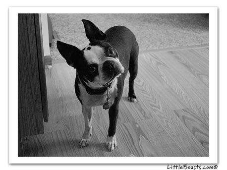 boston terrier photo 