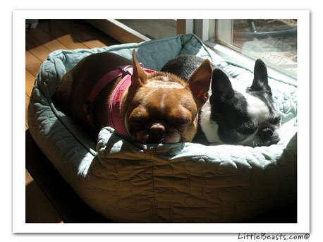 boston terrier photo 