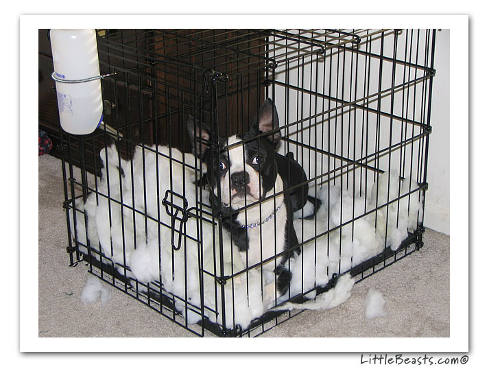 boston terrier photo of the week