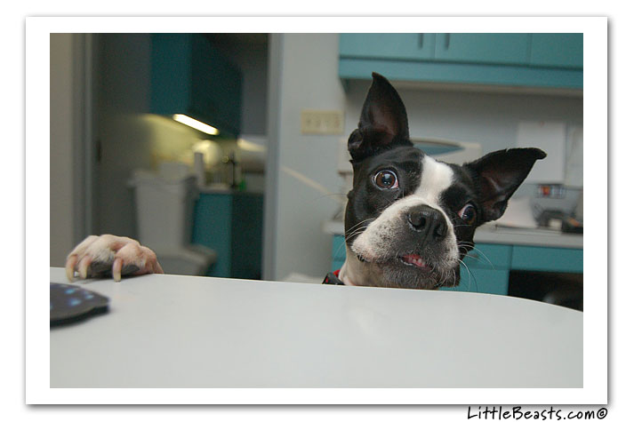 boston terrier photo of the week