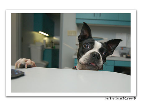 boston terrier photo 