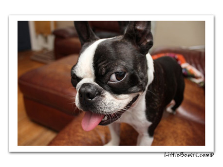 boston terrier photo 