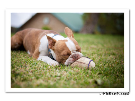 boston terrier photo 