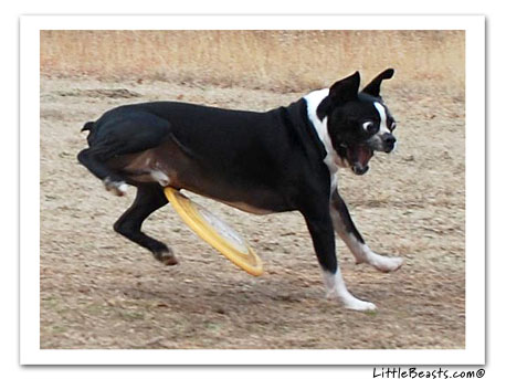 boston terrier photo 