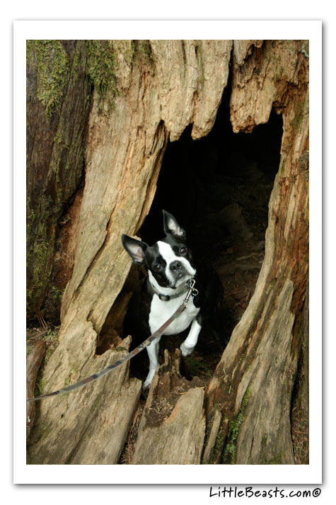boston terrier photo of the week