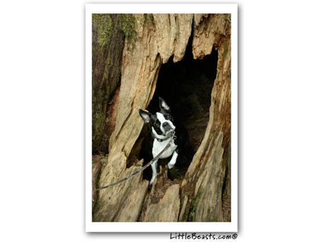 boston terrier photo 