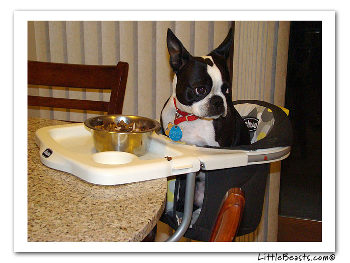 boston terrier photo of the week