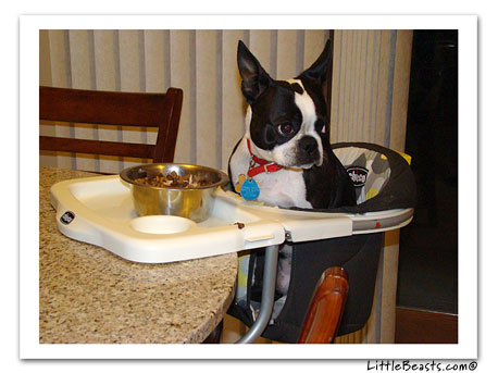 boston terrier photo 