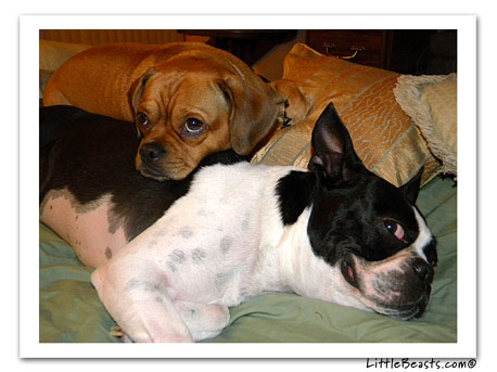 boston terrier photo 