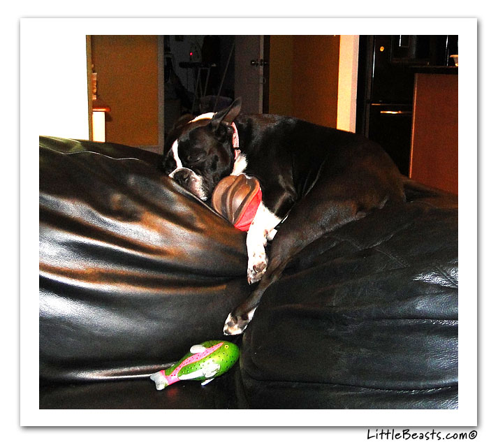 boston terrier photo of the week