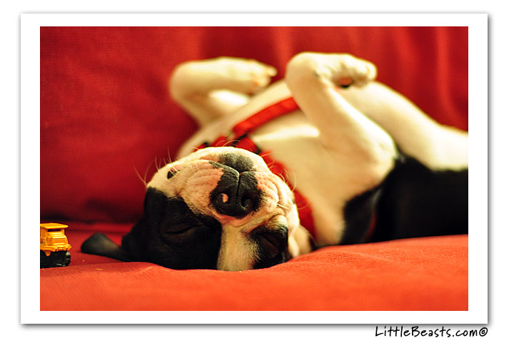 boston terrier photo of the week