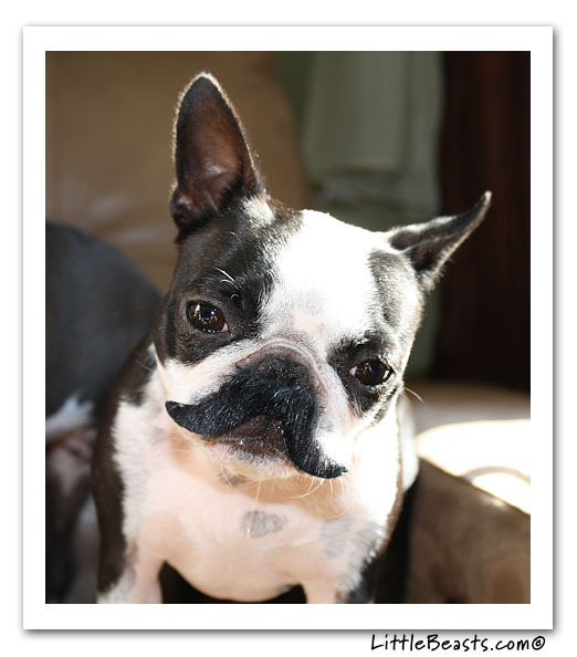 boston terrier photo of the week