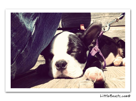 boston terrier photo 