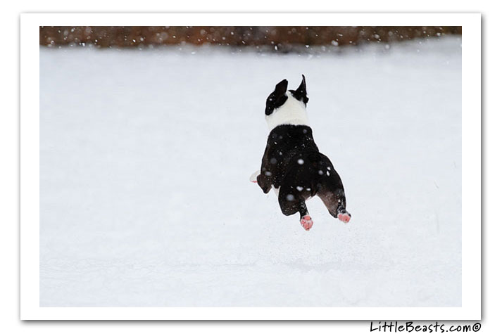 boston terrier photo of the week