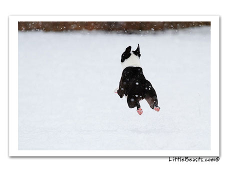 boston terrier photo 