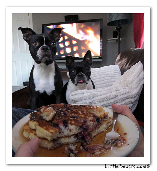 boston terrier photo of the week