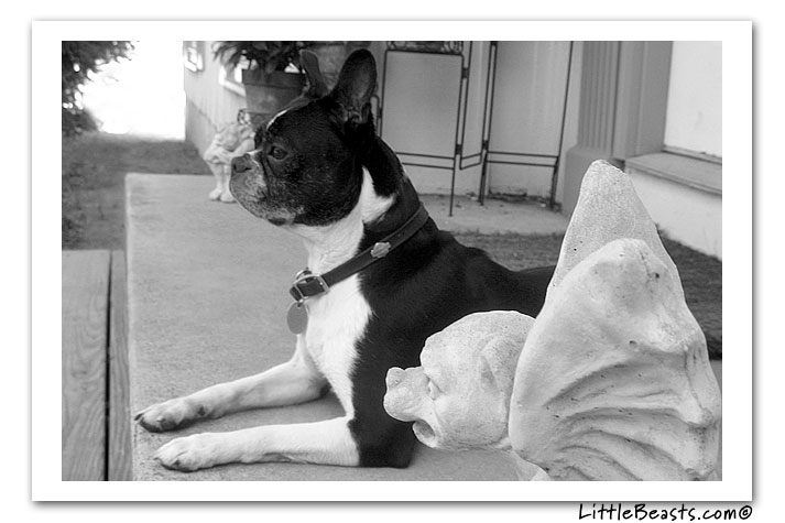 boston terrier photo of the week